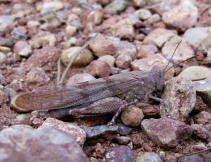 grasshopper in gray stones thumbnail