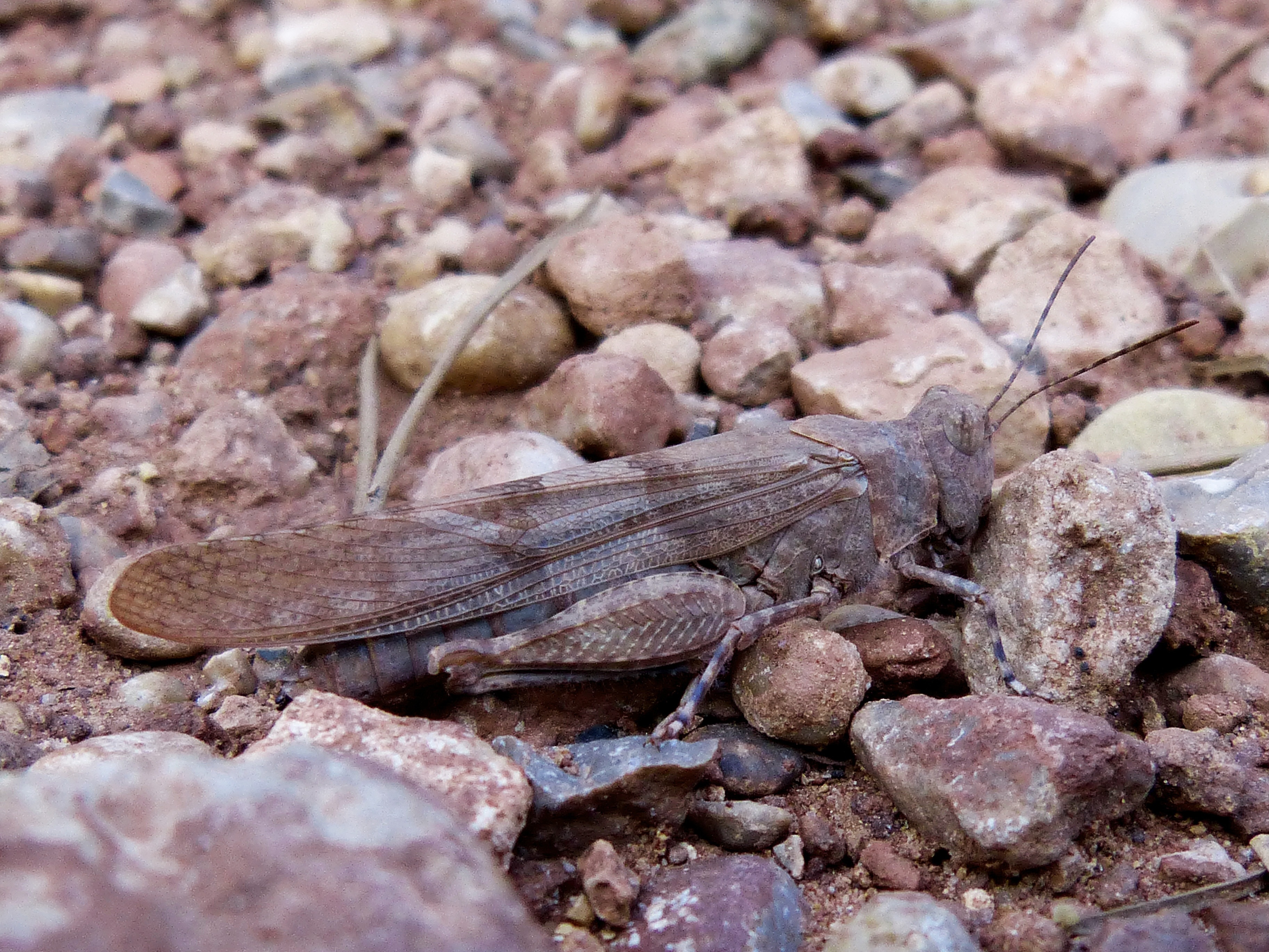 grasshopper in gray stones