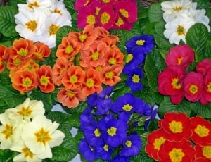 blue, orange, red, and white flowers thumbnail