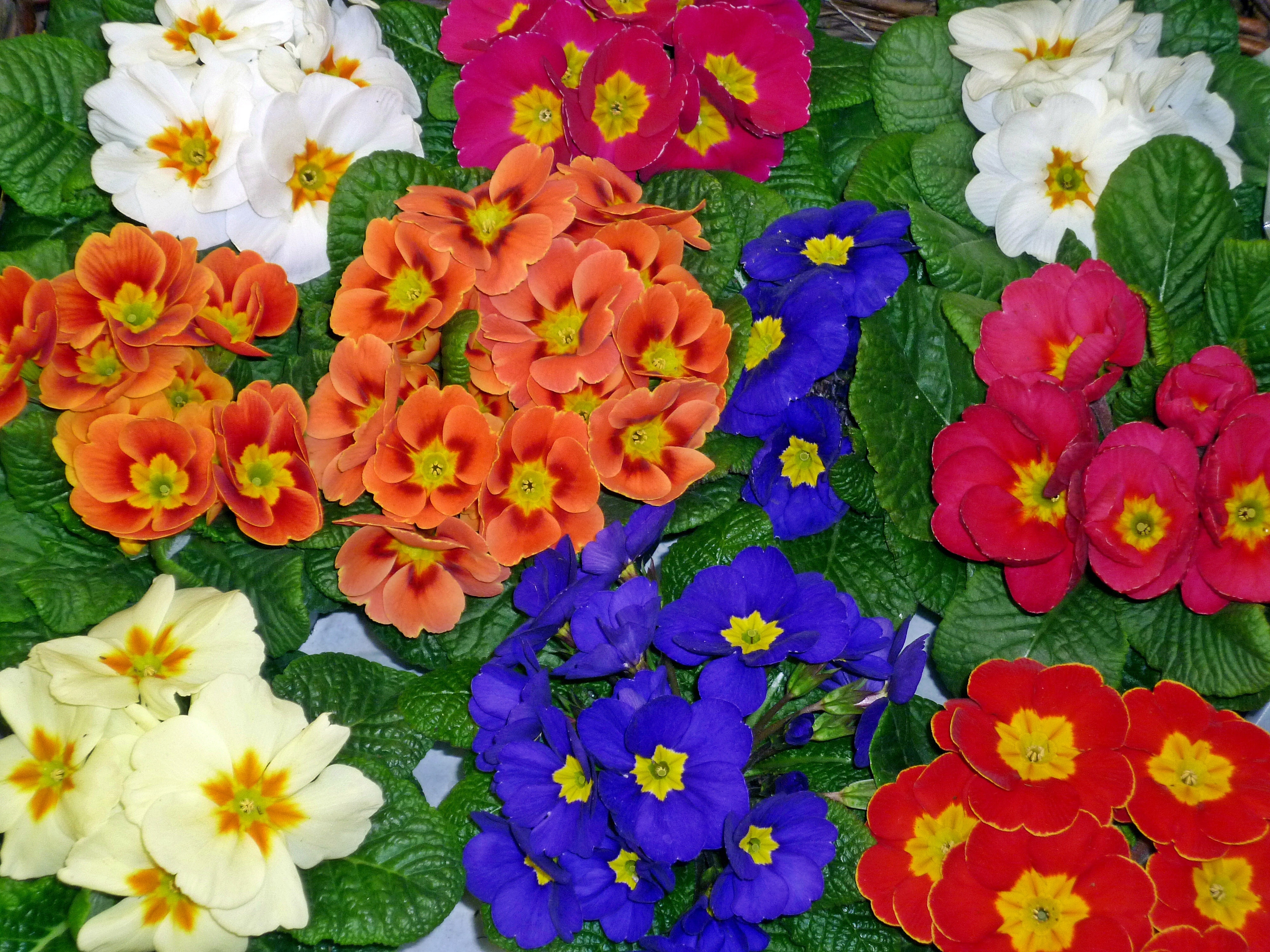 blue, orange, red, and white flowers