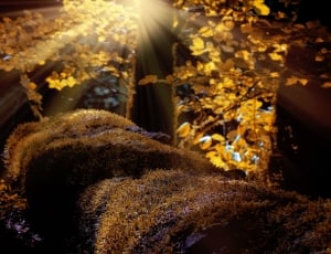 yellow leaf tree at daytime photo thumbnail