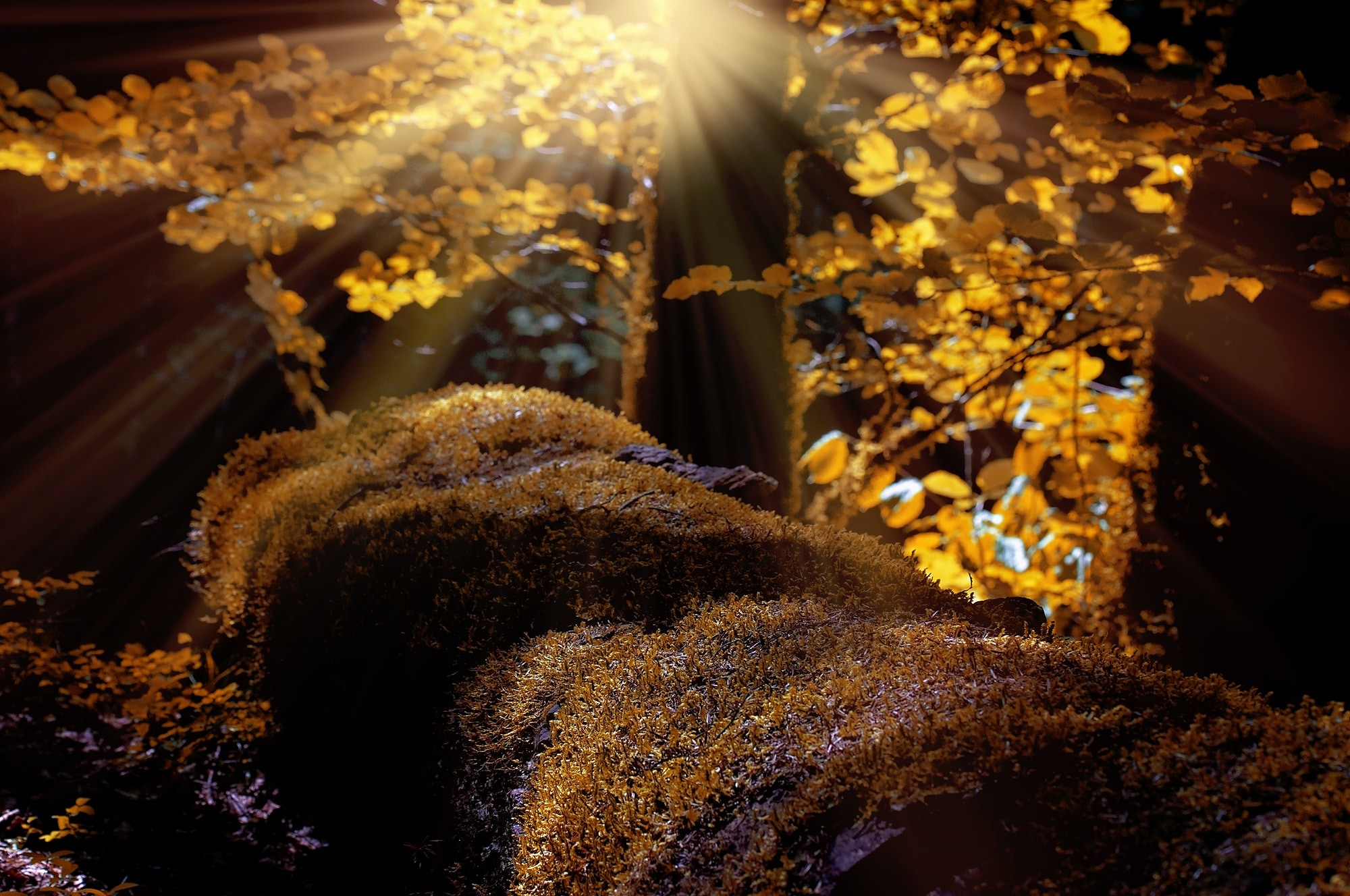 yellow leaf tree at daytime photo