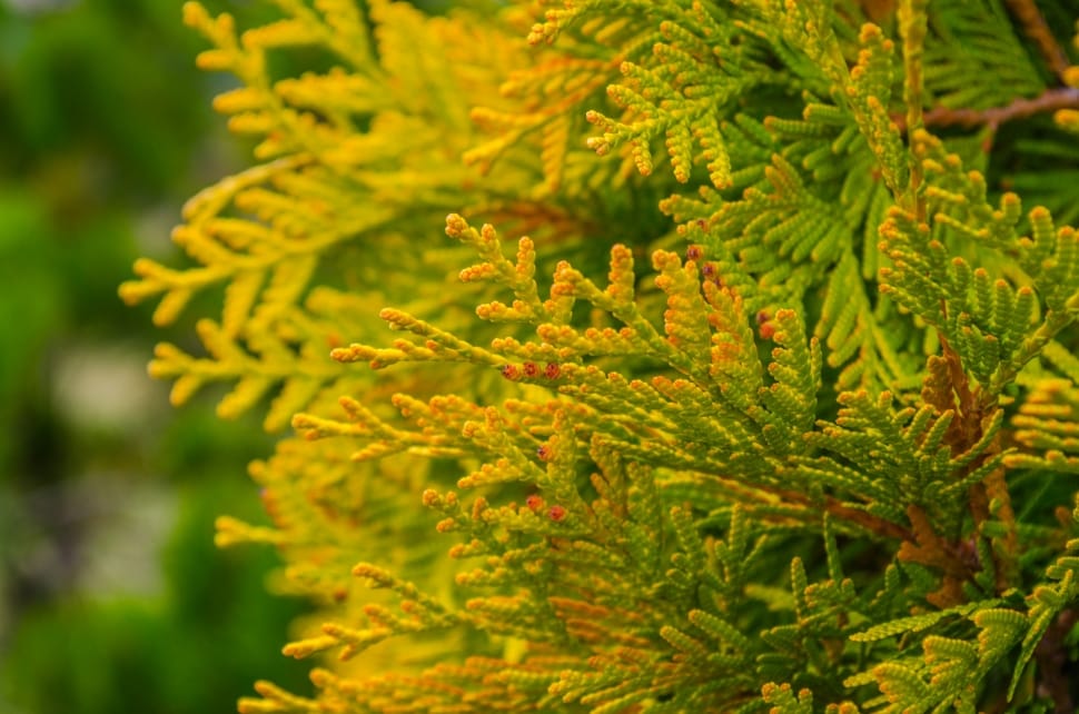Spruce, Nature, Tree, Green Fir-Tree, growth, nature preview