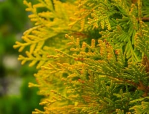 Spruce, Nature, Tree, Green Fir-Tree, growth, nature thumbnail