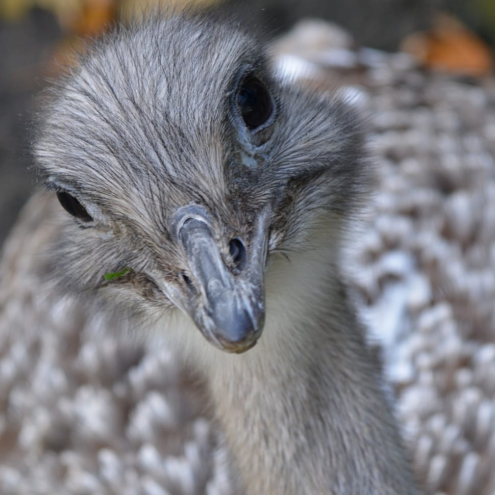 gray ostrich in selective focus photography preview