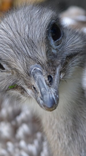 gray ostrich in selective focus photography thumbnail