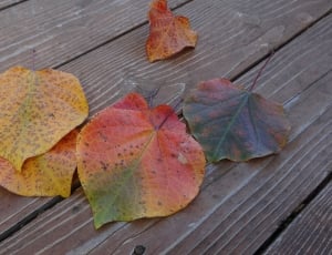 brown and red leaves thumbnail