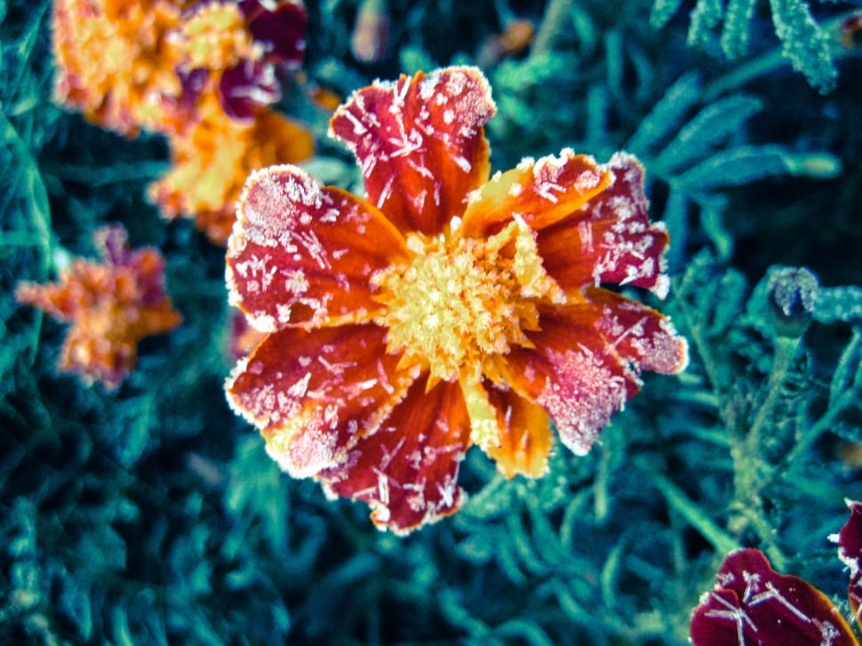 Green, Red, Flower, Plant, Frost, underwater, nature preview