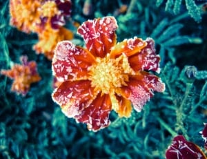 Green, Red, Flower, Plant, Frost, underwater, nature thumbnail