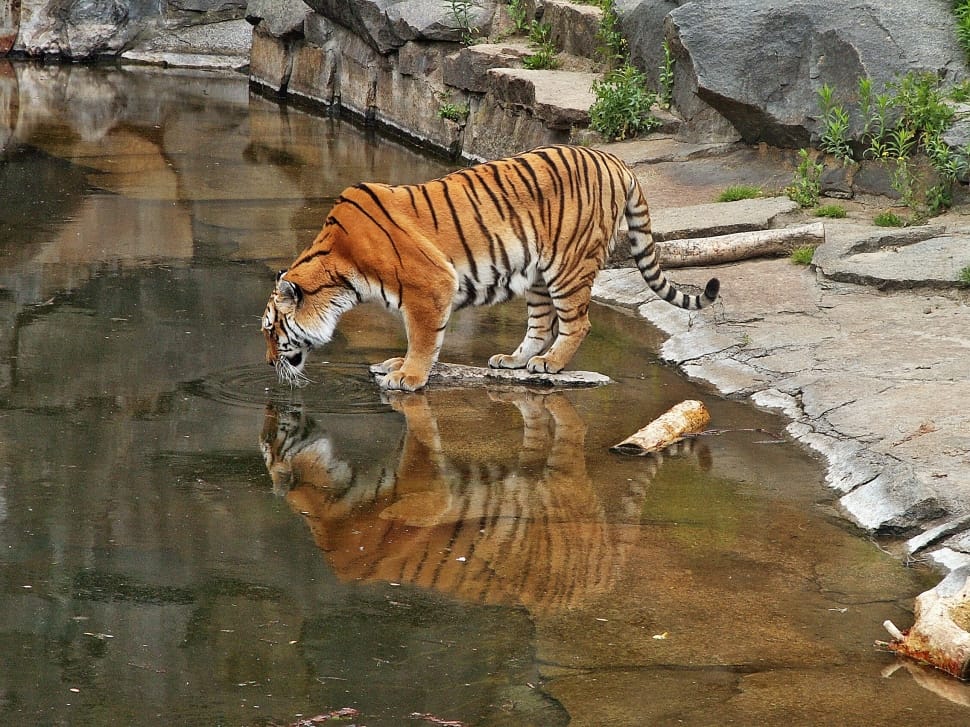 Cat, Tiger, Animals, reflection, one animal preview