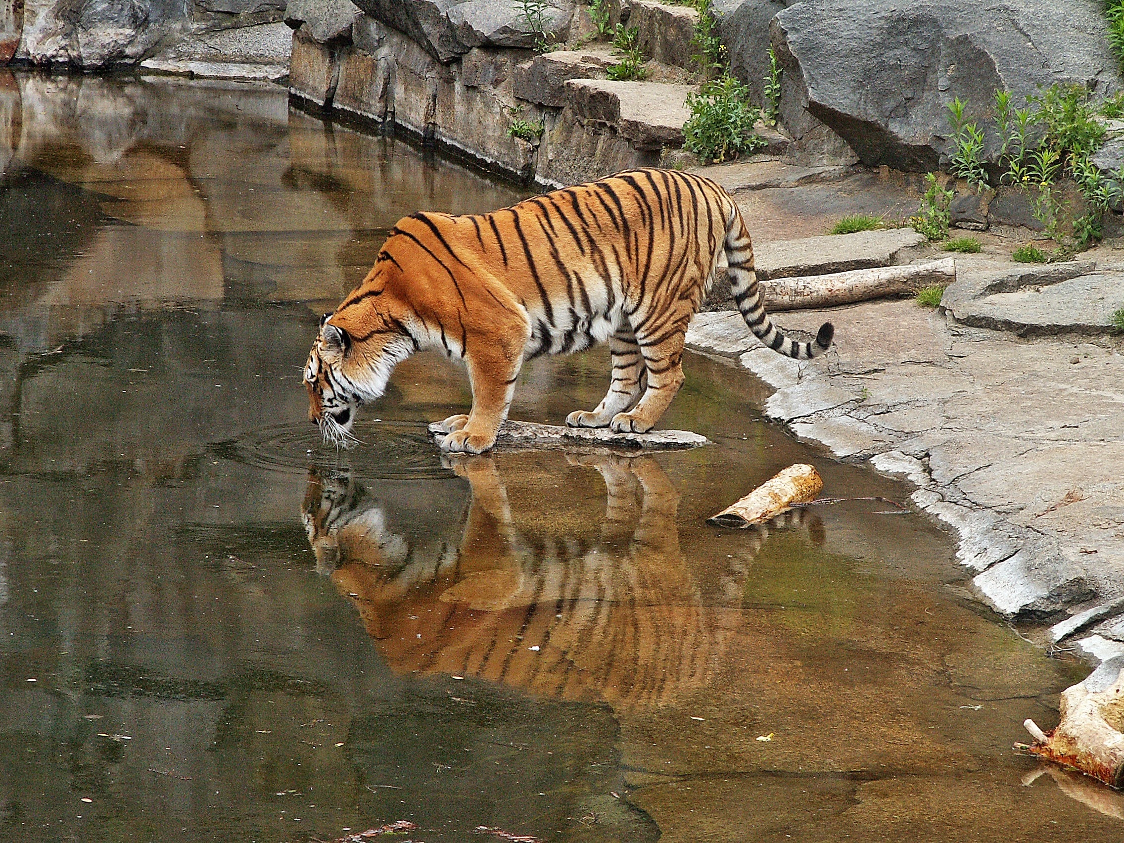Cat, Tiger, Animals, reflection, one animal