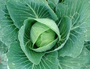 green cabbage photo thumbnail