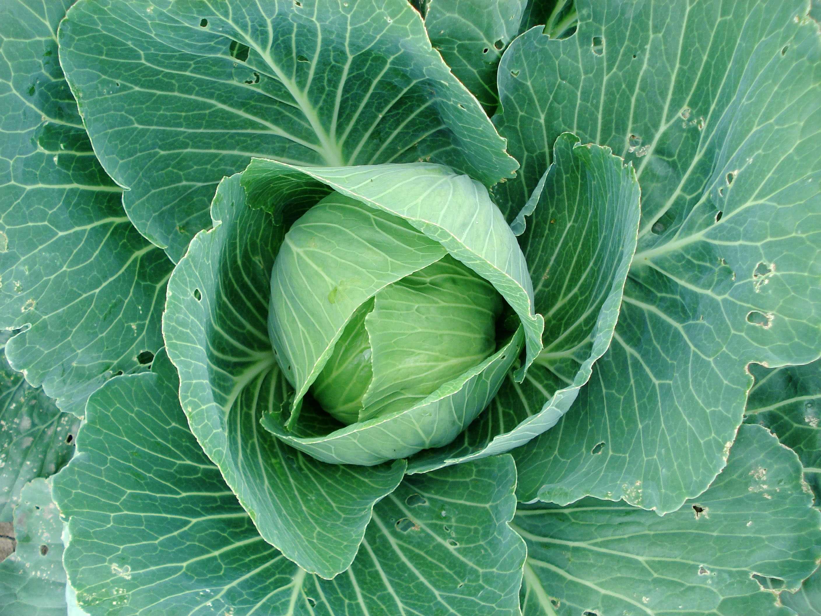 green cabbage photo