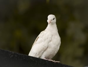 white bird on black surface thumbnail