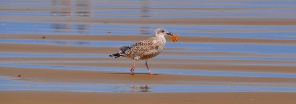 brown seagull preview