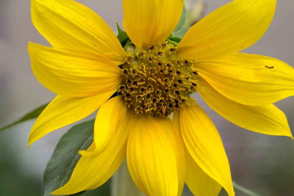 yellow clustered petal flower preview