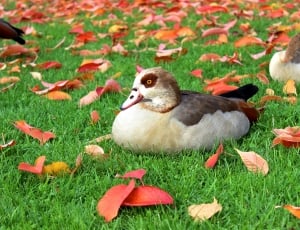 Fall Foliage, Duck, Nilgans, Water Bird, bird, animal themes thumbnail