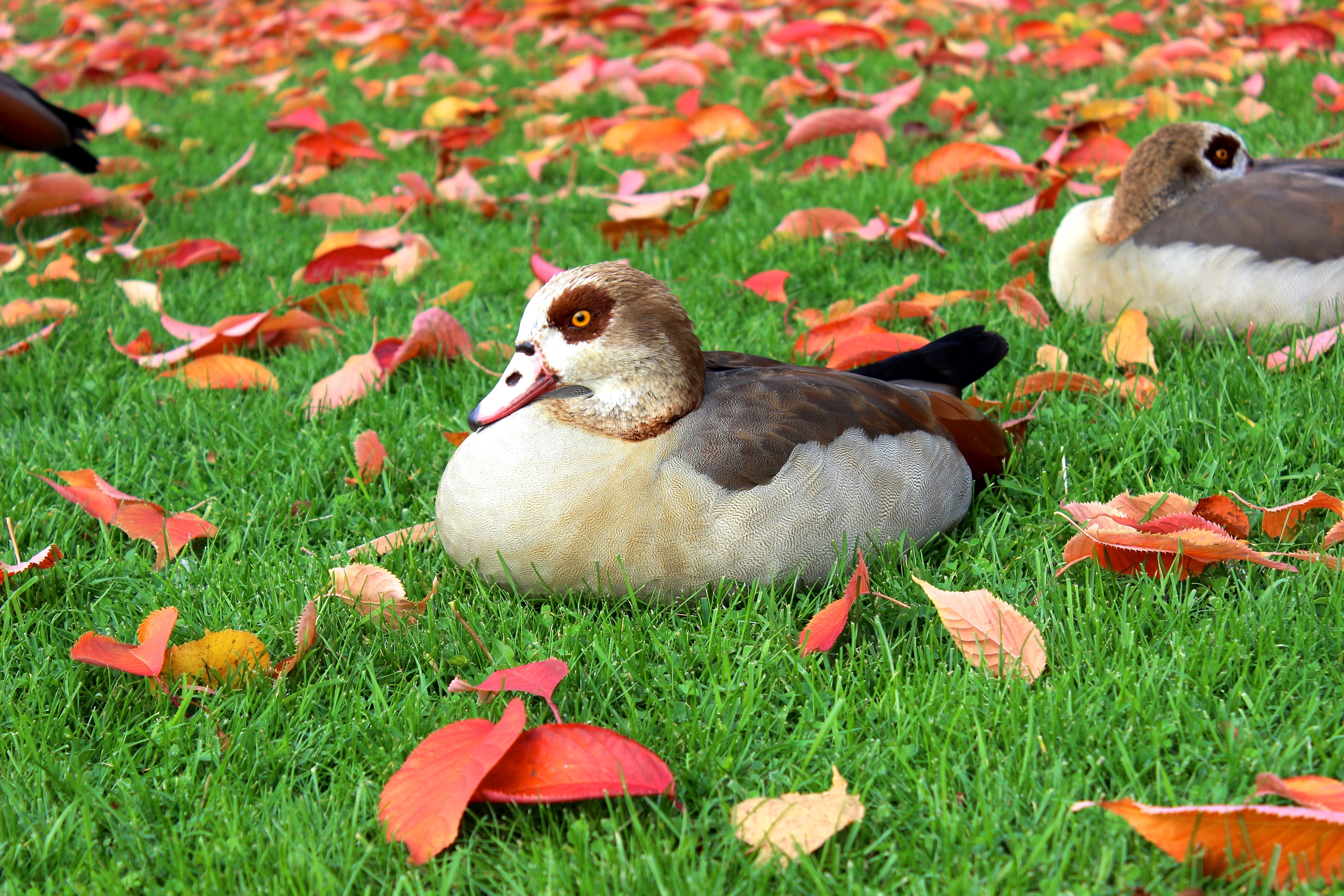 Fall Foliage, Duck, Nilgans, Water Bird, bird, animal themes