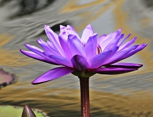 purple water lily flowr thumbnail