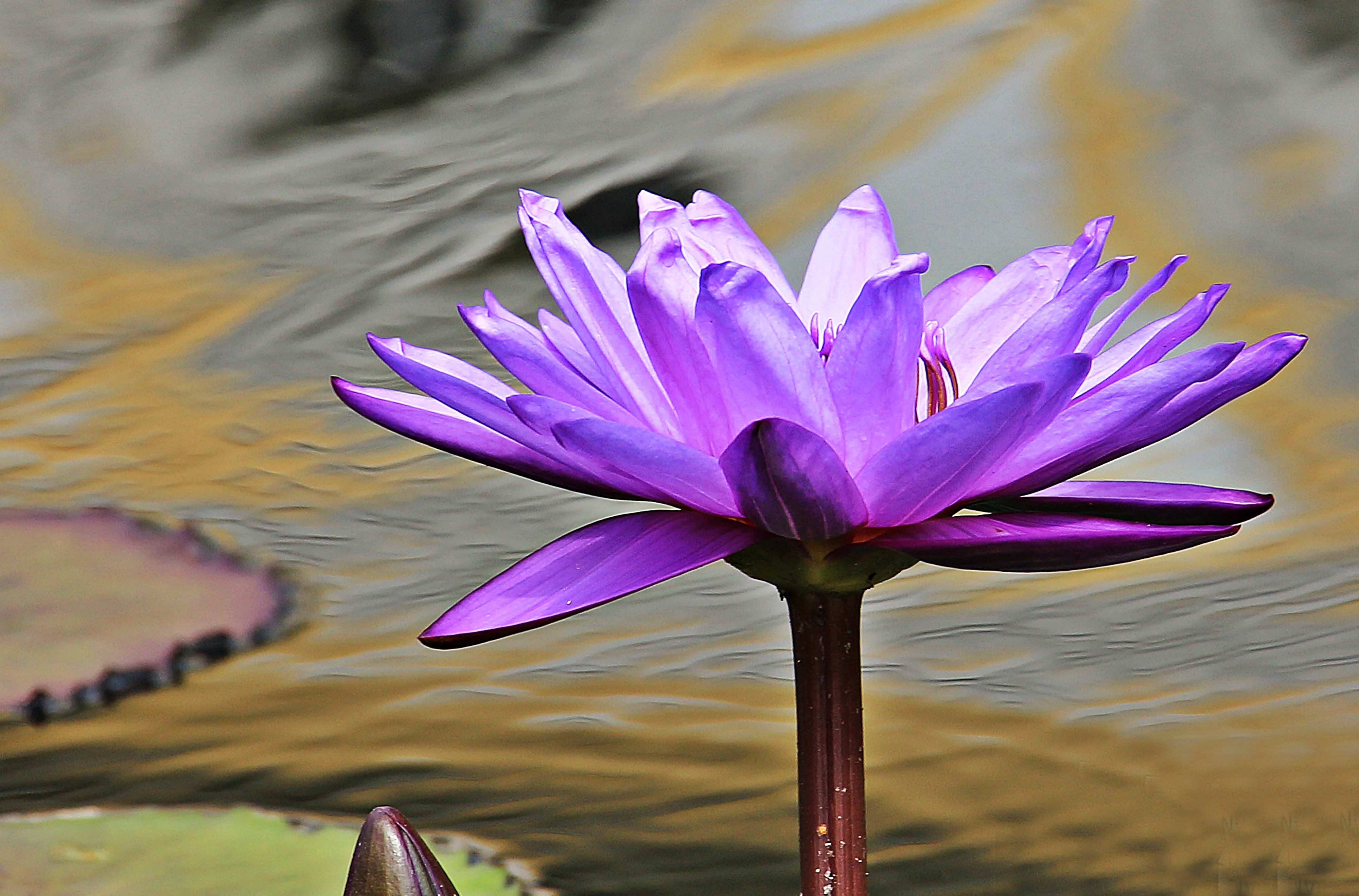 purple water lily flowr