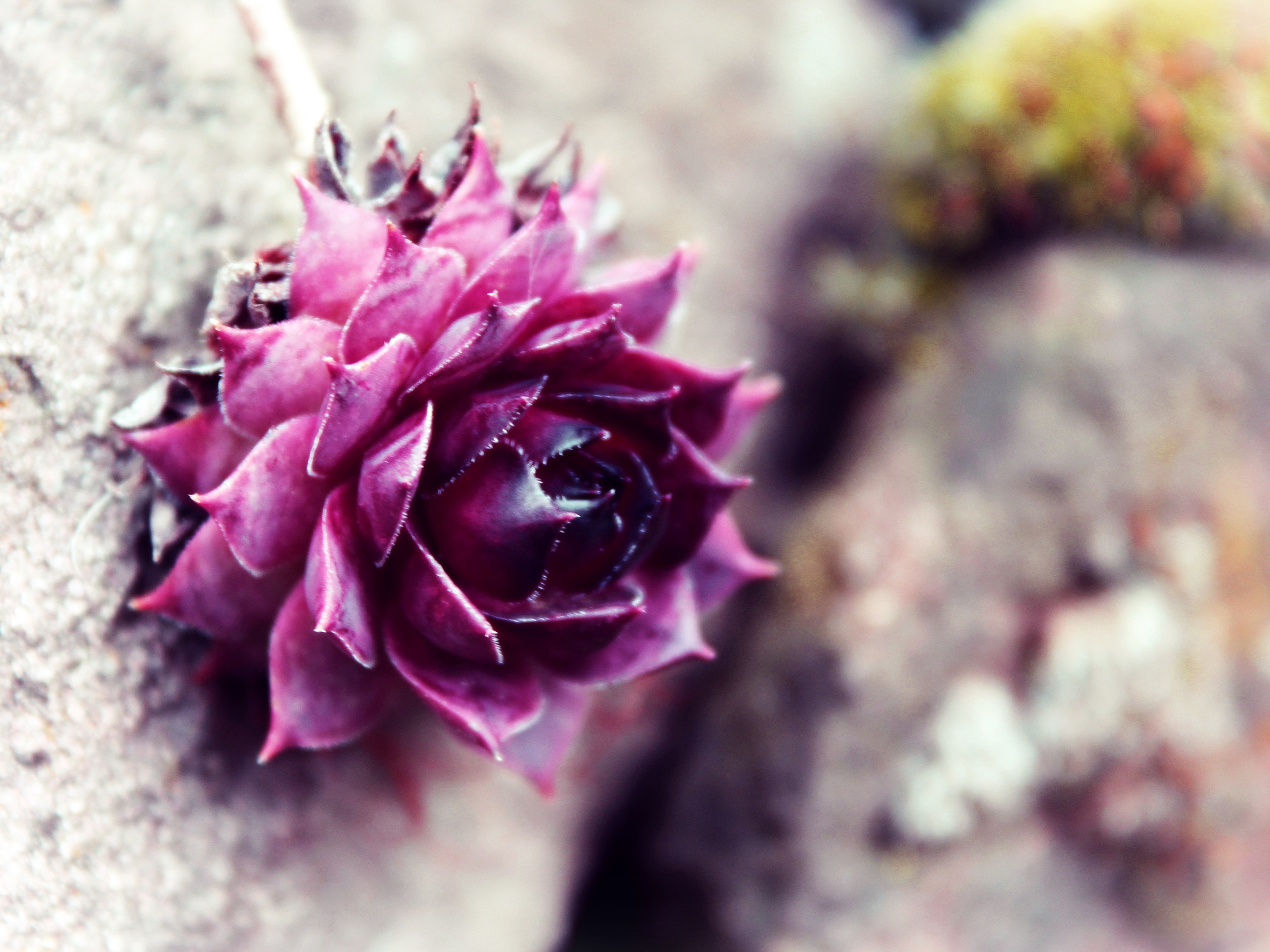 Каменный цветок фиолетовый