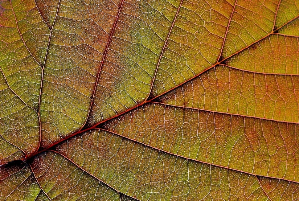 Leaf, Nature, Plant, Red, Background, full frame, textured preview