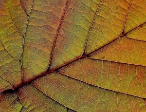 Leaf, Nature, Plant, Red, Background, full frame, textured thumbnail