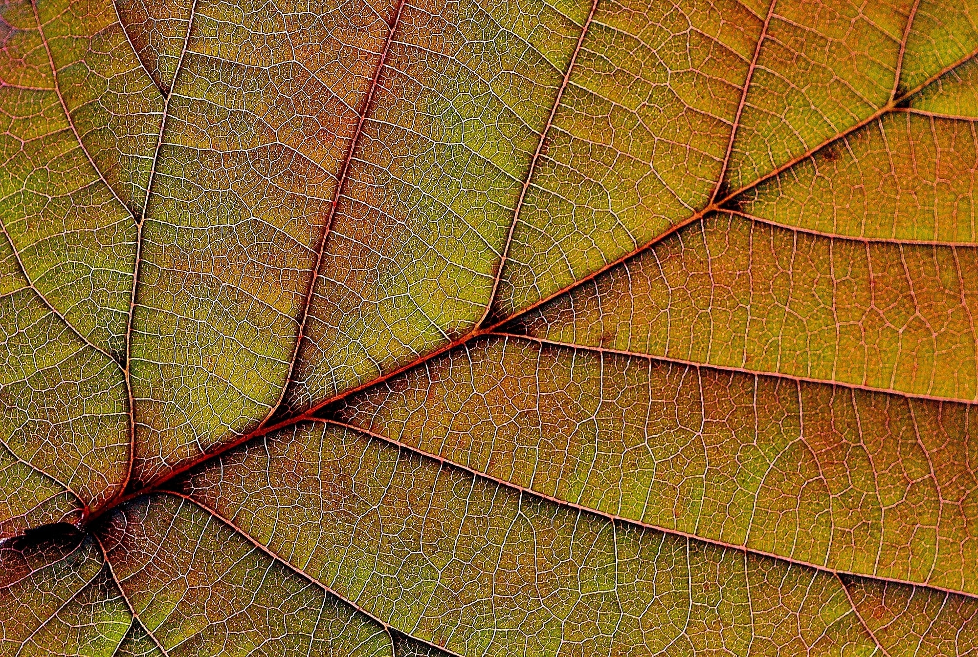 Leaf, Nature, Plant, Red, Background, full frame, textured