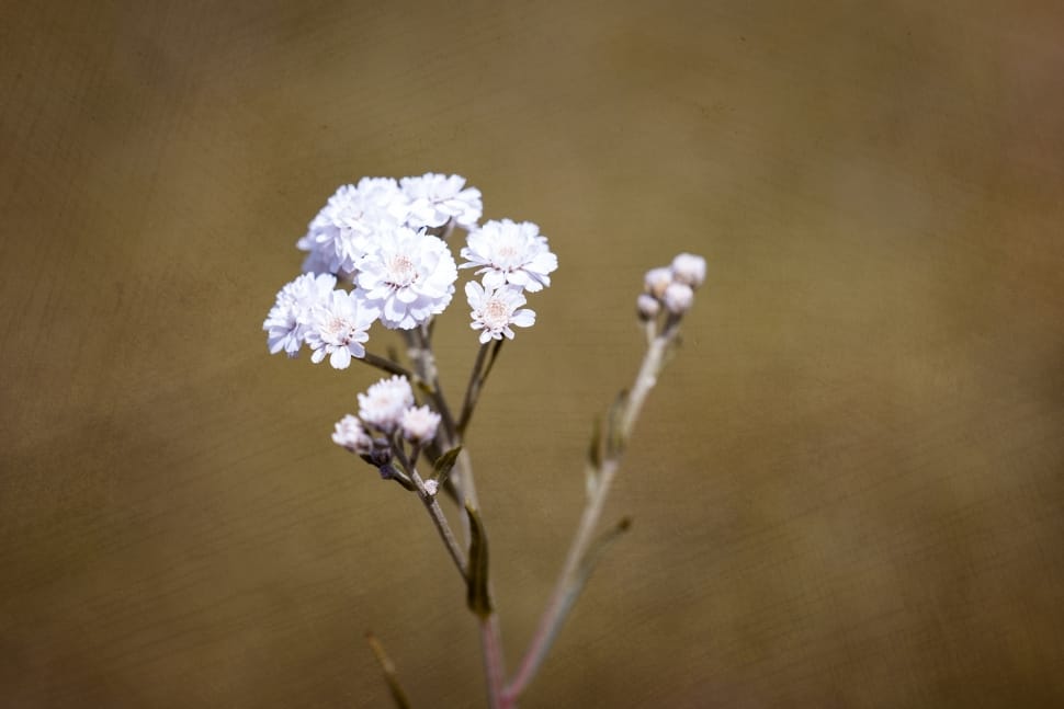 white baby's breath flower preview