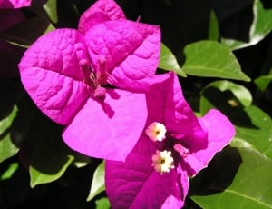 pink and white flower with leaves thumbnail