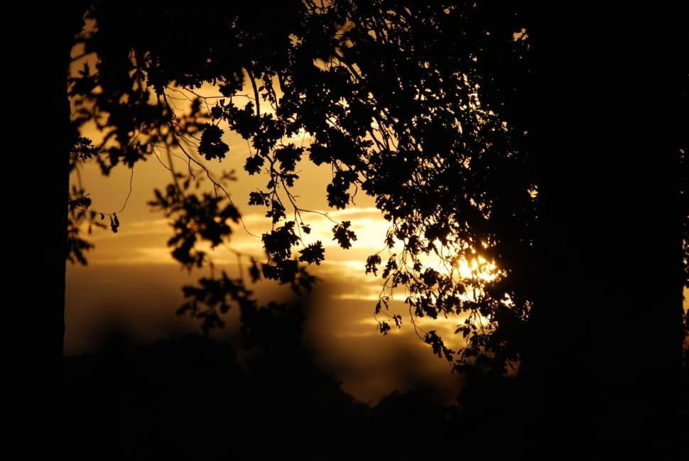 Leaves, Darkness, Shadow, Sunset, Tree, tree, tranquil scene preview