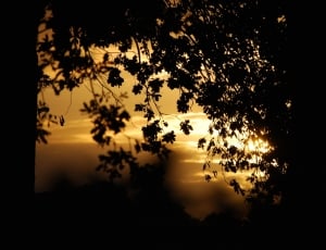 Leaves, Darkness, Shadow, Sunset, Tree, tree, tranquil scene thumbnail