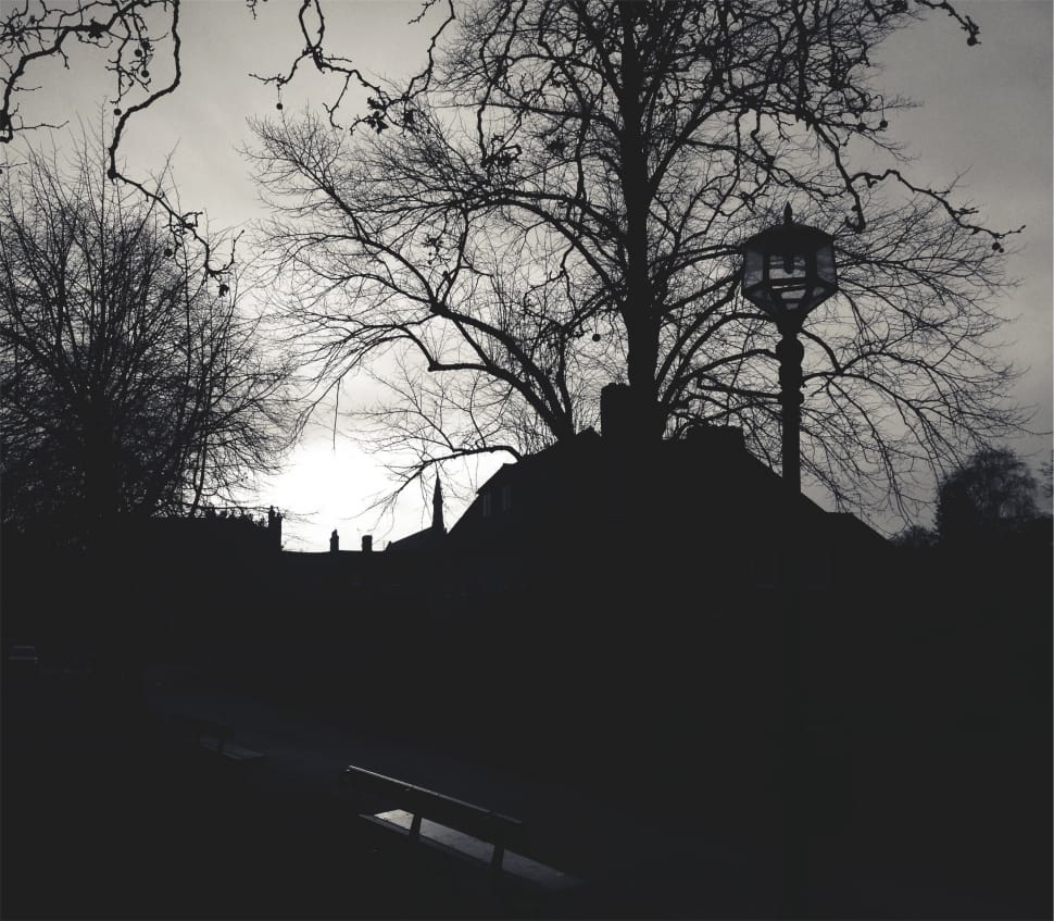 silhouette photo of trees and street light preview