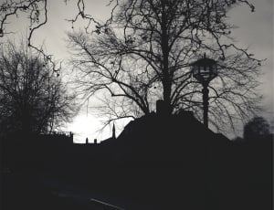 silhouette photo of trees and street light thumbnail