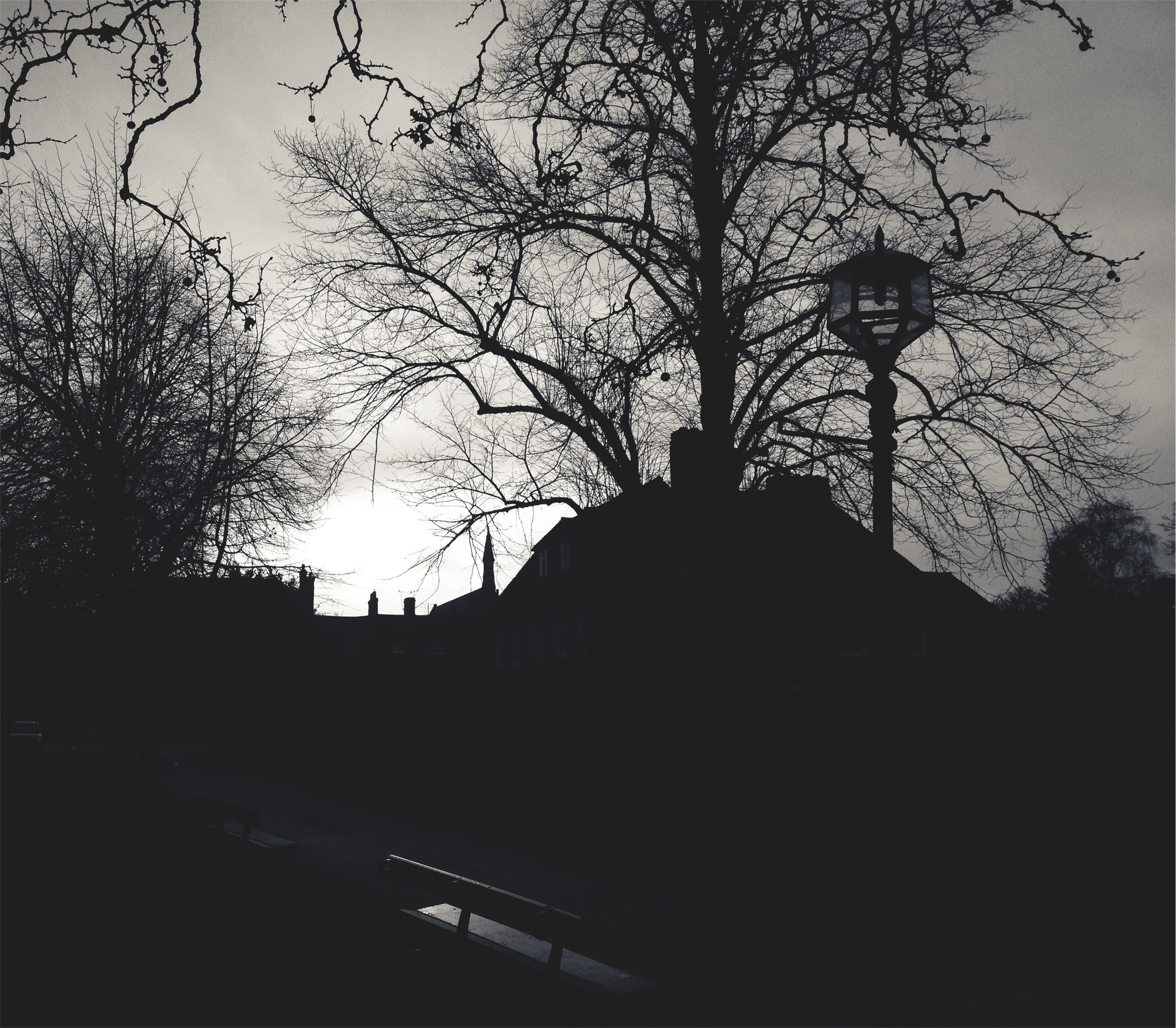 silhouette photo of trees and street light