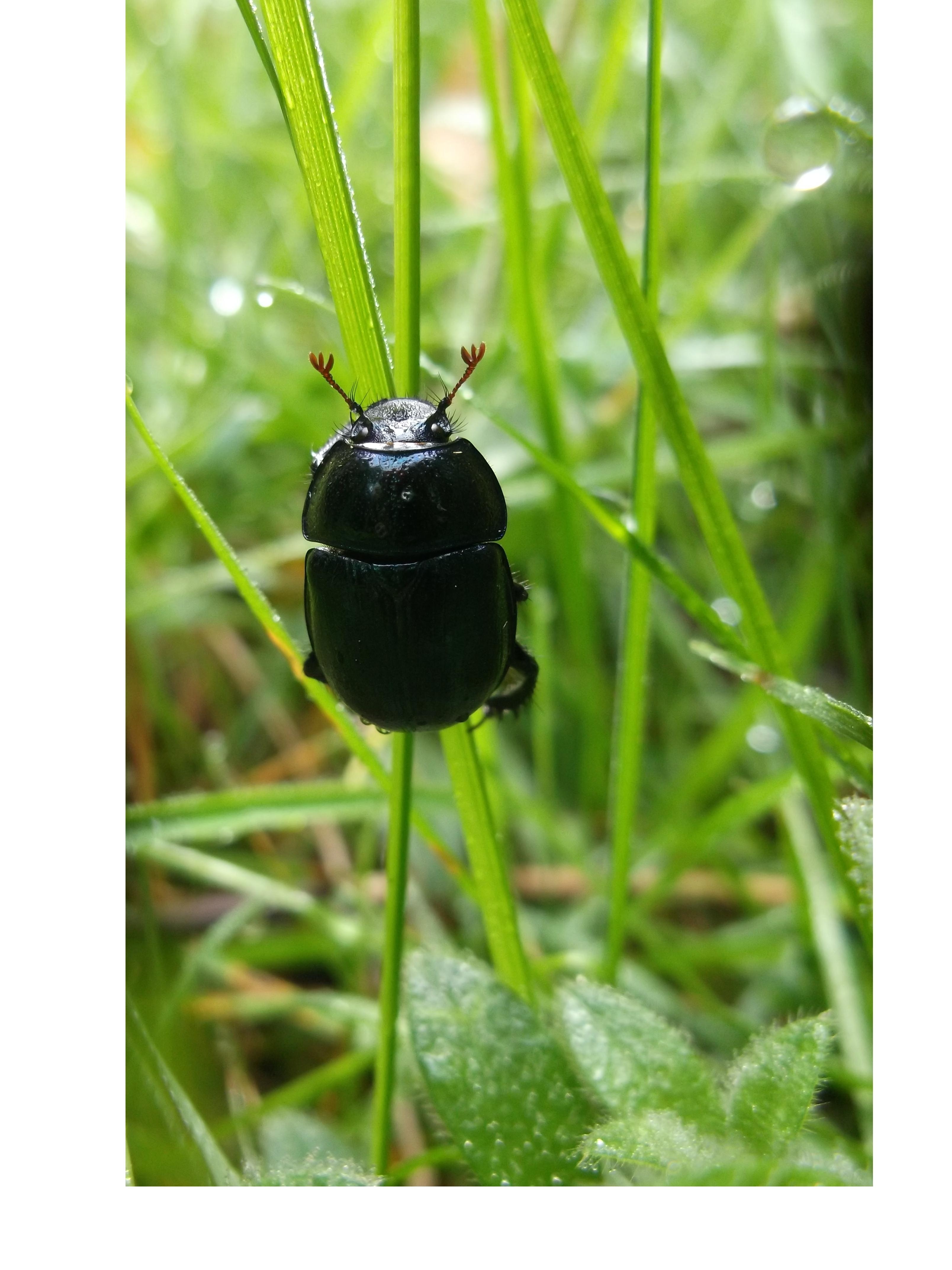 black dung beetle