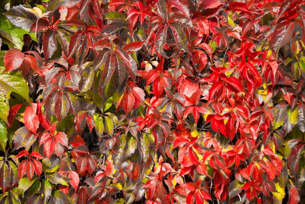 red and green leaves preview