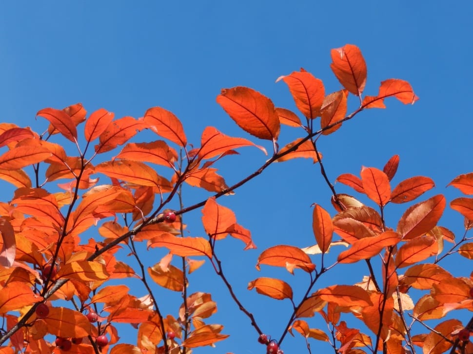 person showing orange leafed tree during day time preview