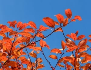 person showing orange leafed tree during day time thumbnail