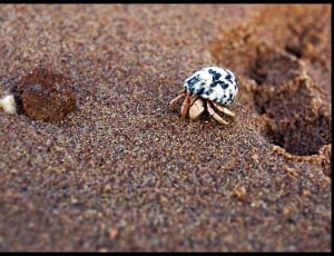 white and brown hermit crab thumbnail