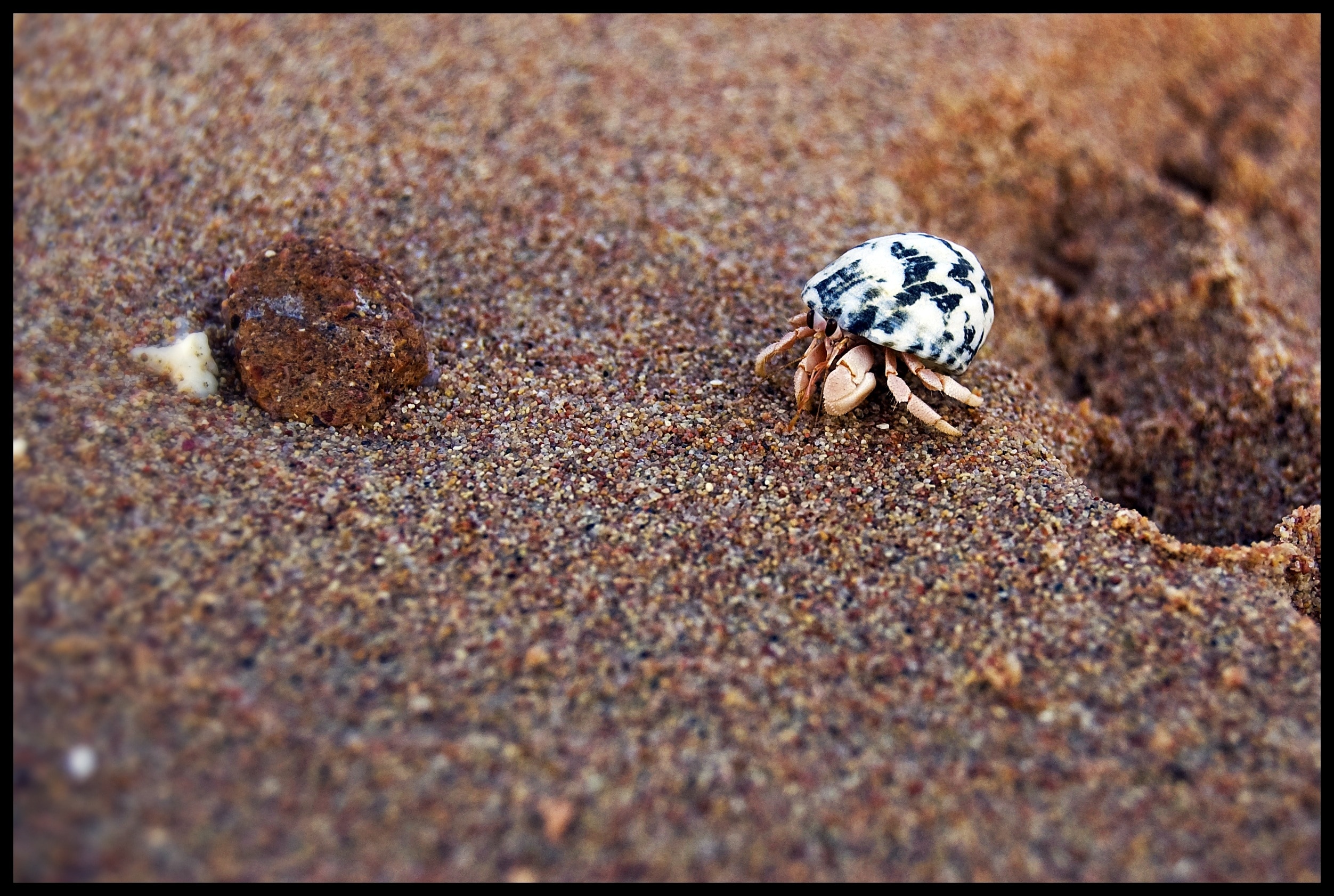 white and brown hermit crab