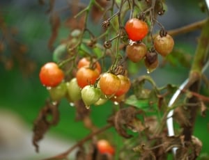 cherry tomatoes vegetable thumbnail