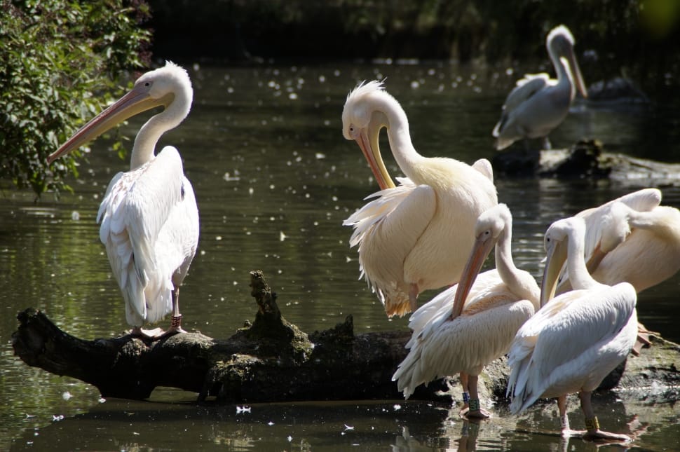 flock of long pelicans preview