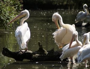 flock of long pelicans thumbnail