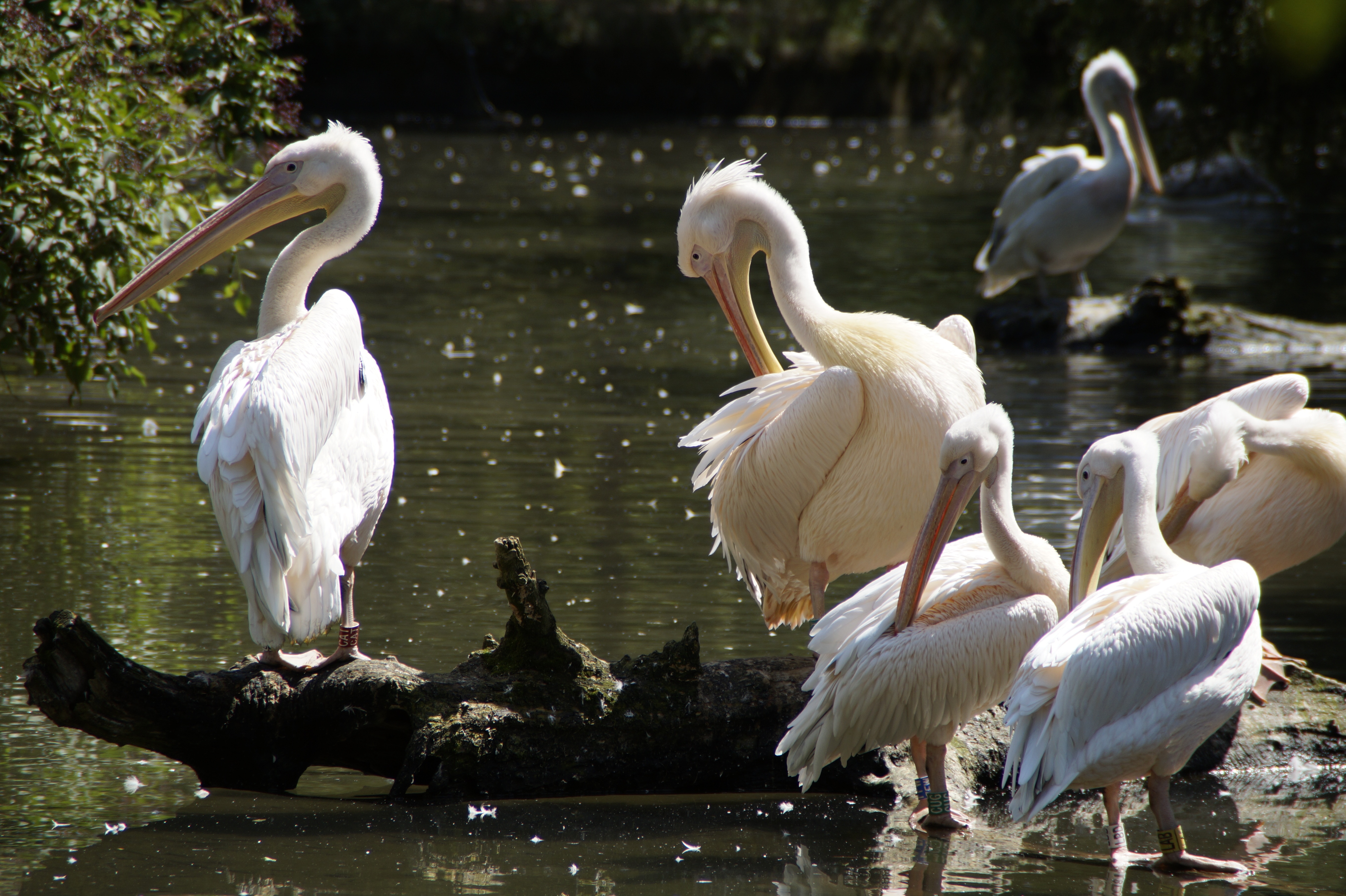 flock of long pelicans