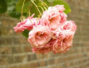pink petal rose thumbnail