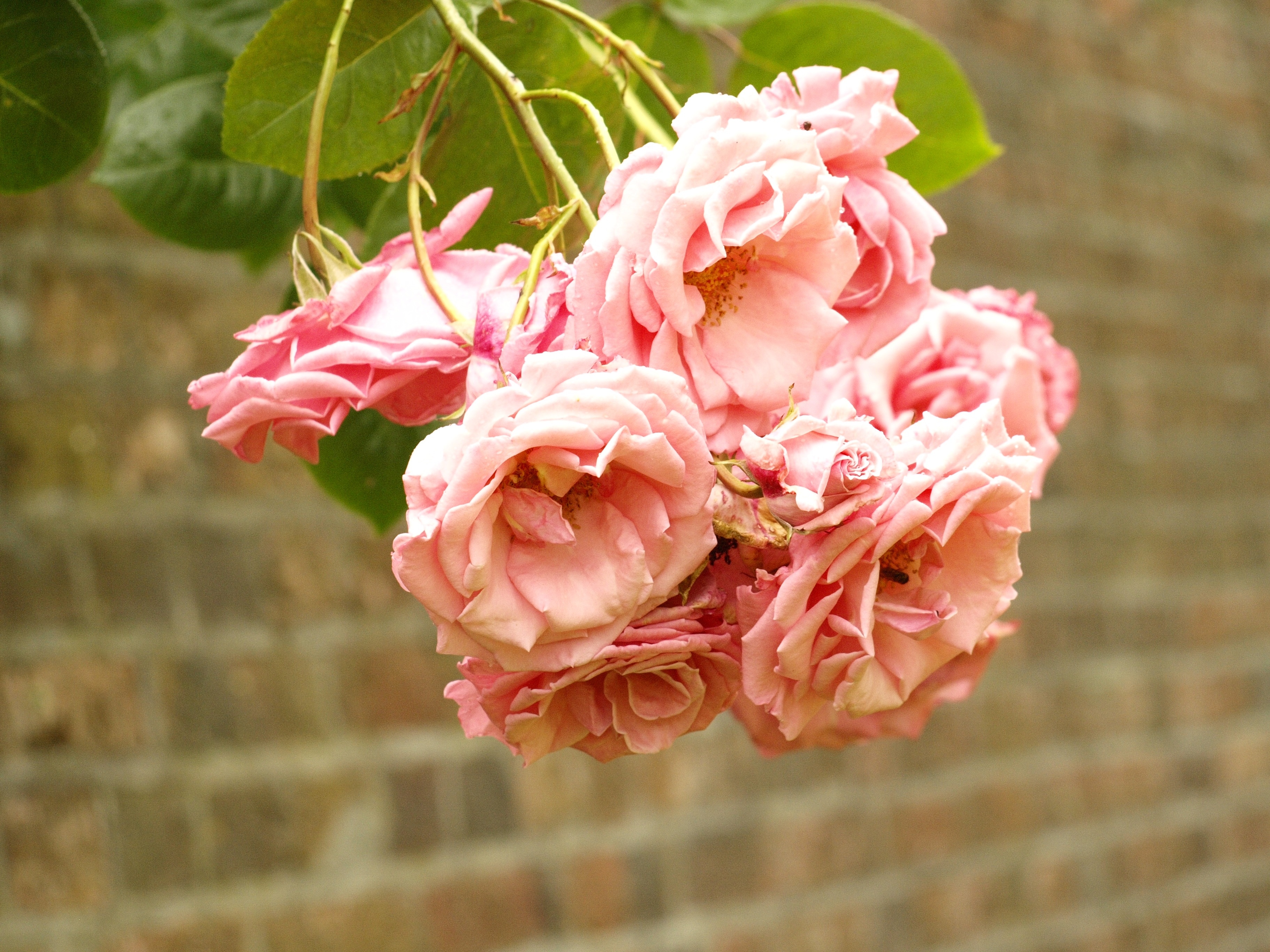 pink petal rose