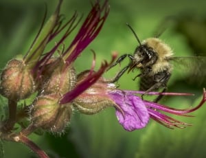 yellow and black honey bee and purple petaled flower thumbnail