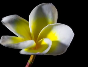 Flower, Frangipani, Plumeria, Blossom, black background, studio shot thumbnail