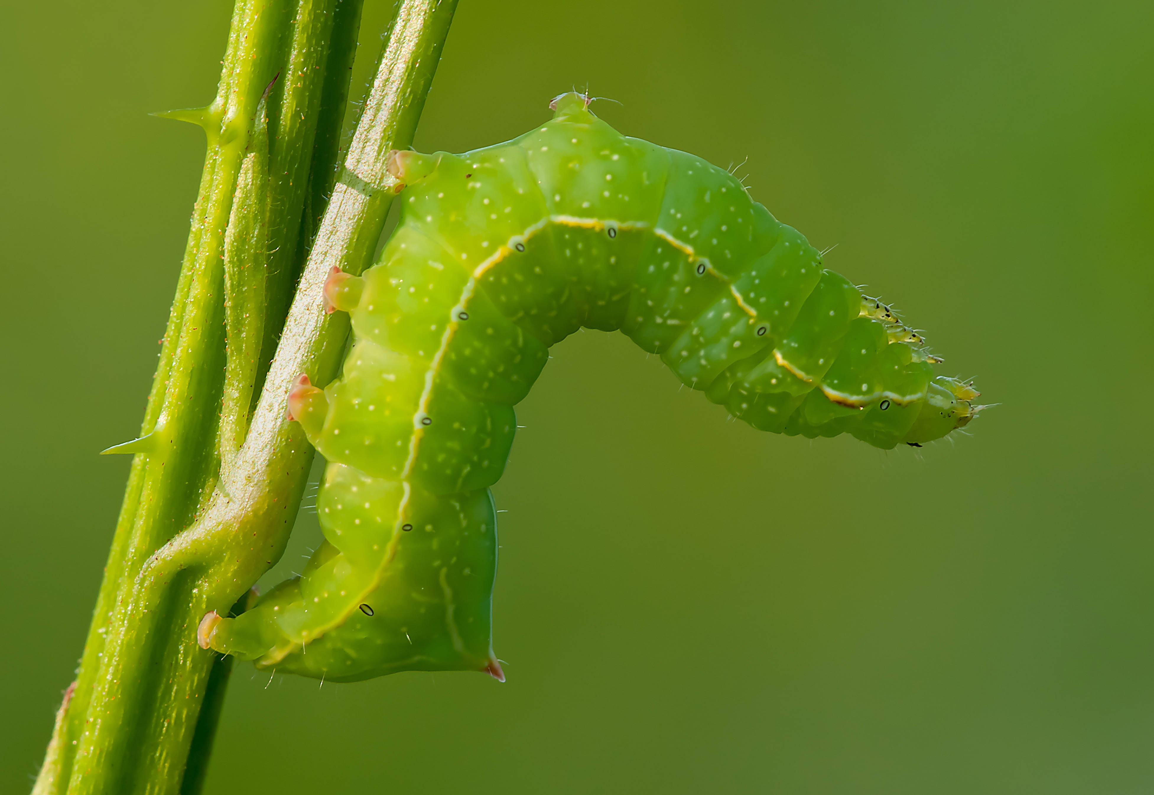 green worm